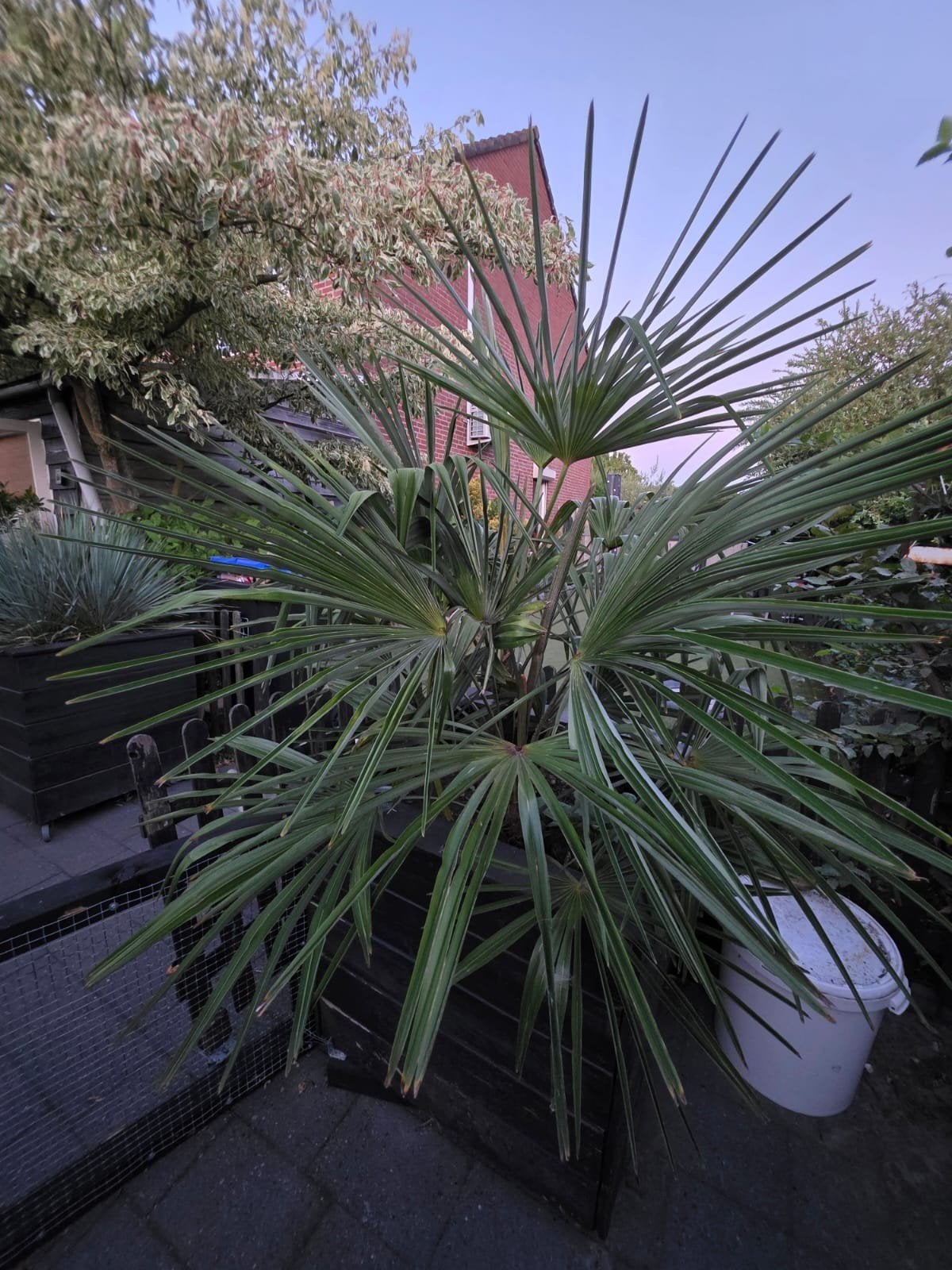Winterharde palmboom (Trachycarpus Fortunei), Volle zon, Vaste plant, Bloeit niet, Ophalen