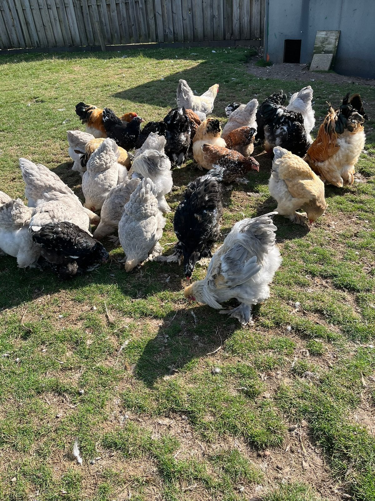 Brahma groot broedeieren, Dieren en Toebehoren, Geslacht onbekend, Kip