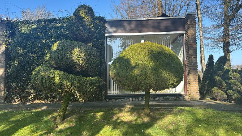 Twee conifeer bomen, 250 cm en 170 cm hoog, Ophalen, Overige soorten, 250 tot 400 cm