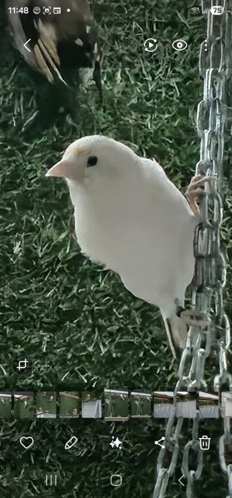 Majoor Putters 2 Mannen met DNA(Eagle Head mutatie)2025., Dieren en Toebehoren, Vogels | Kanaries, Bastaard, Mannelijk