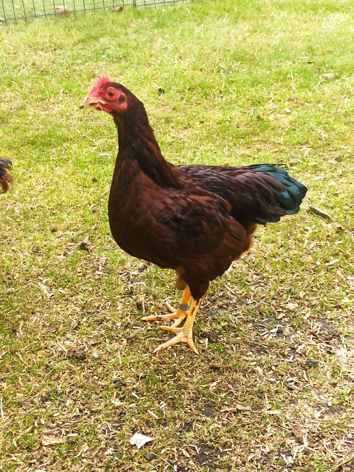 Rhode Island Red kriel 2026, Dieren en Toebehoren