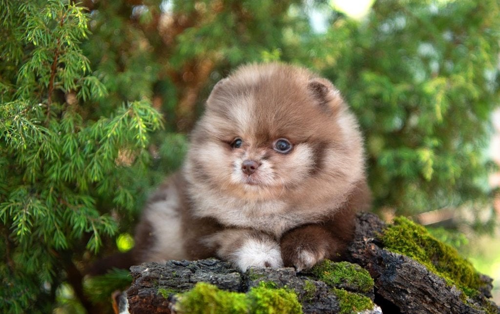 Pomeriaan pup teefje Merle Bear type – te reserveren, Dieren en Toebehoren, Honden | Poolhonden, Keeshonden en Oertypen, Keeshond