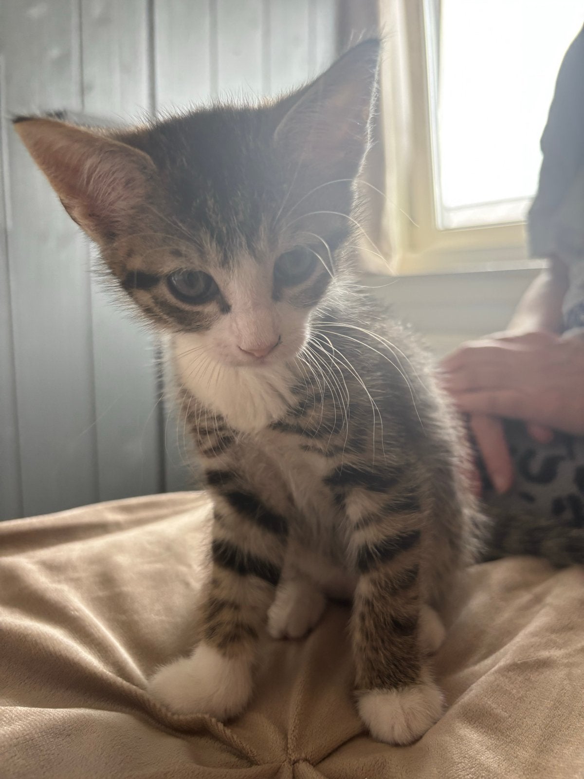 2 mooie kittens te koop! Zie beschrijving, Dieren en Toebehoren, Katten en Kittens | Overige Katten, Poes, Kortharig, 0 tot 2 jaar