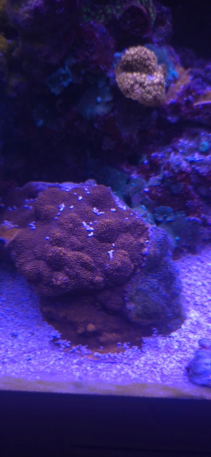 Montipora superman, Dieren en Toebehoren, Overige typen, Zoutwatervis