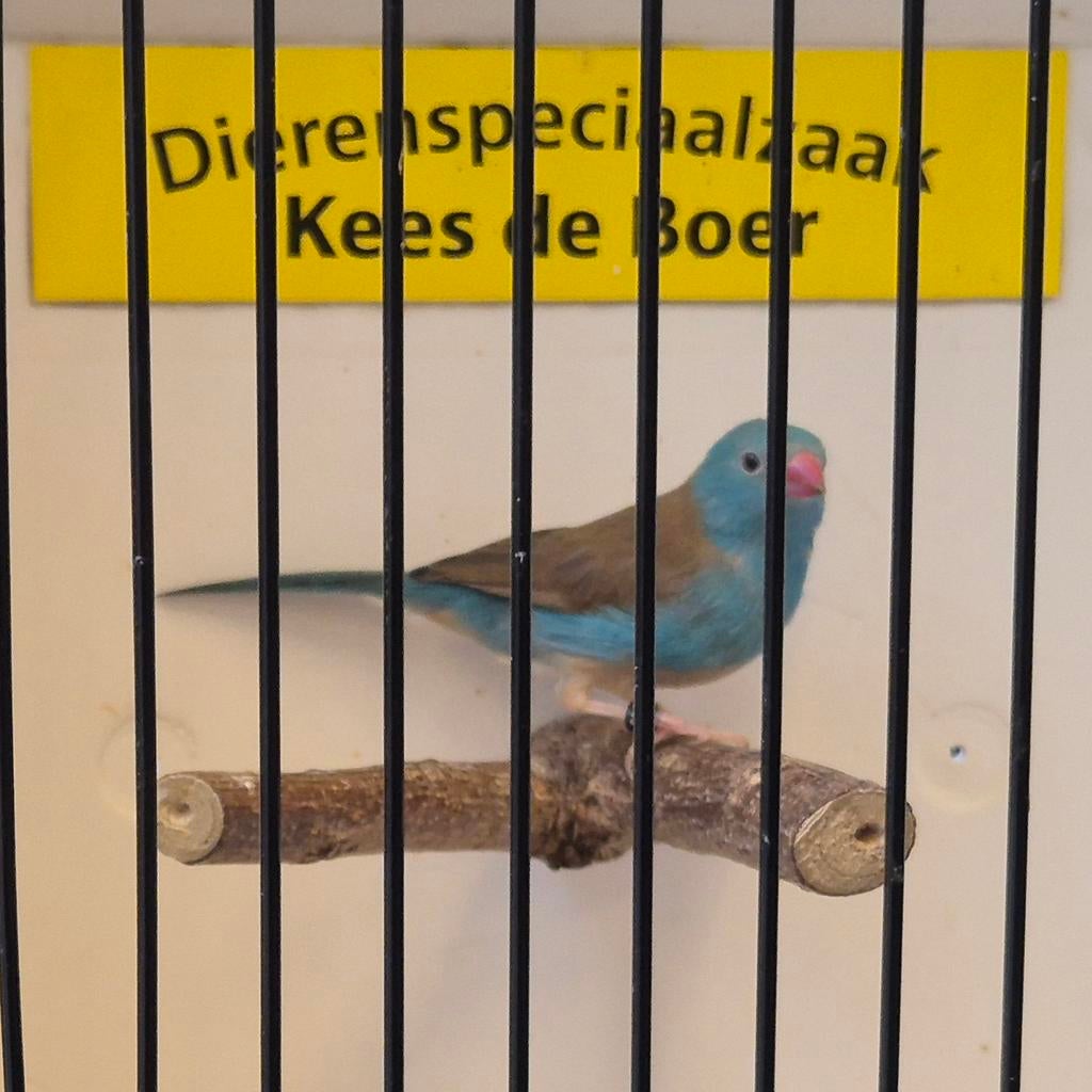 Blauwkop blauwfazant man, Mannelijk
