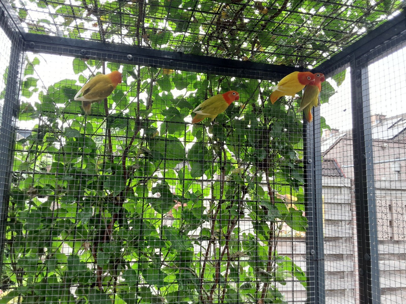 2 Opaline pastelgroene split voor lutino fischeri's., Meerdere dieren, Dwergpapegaai of Agapornis, Geringd