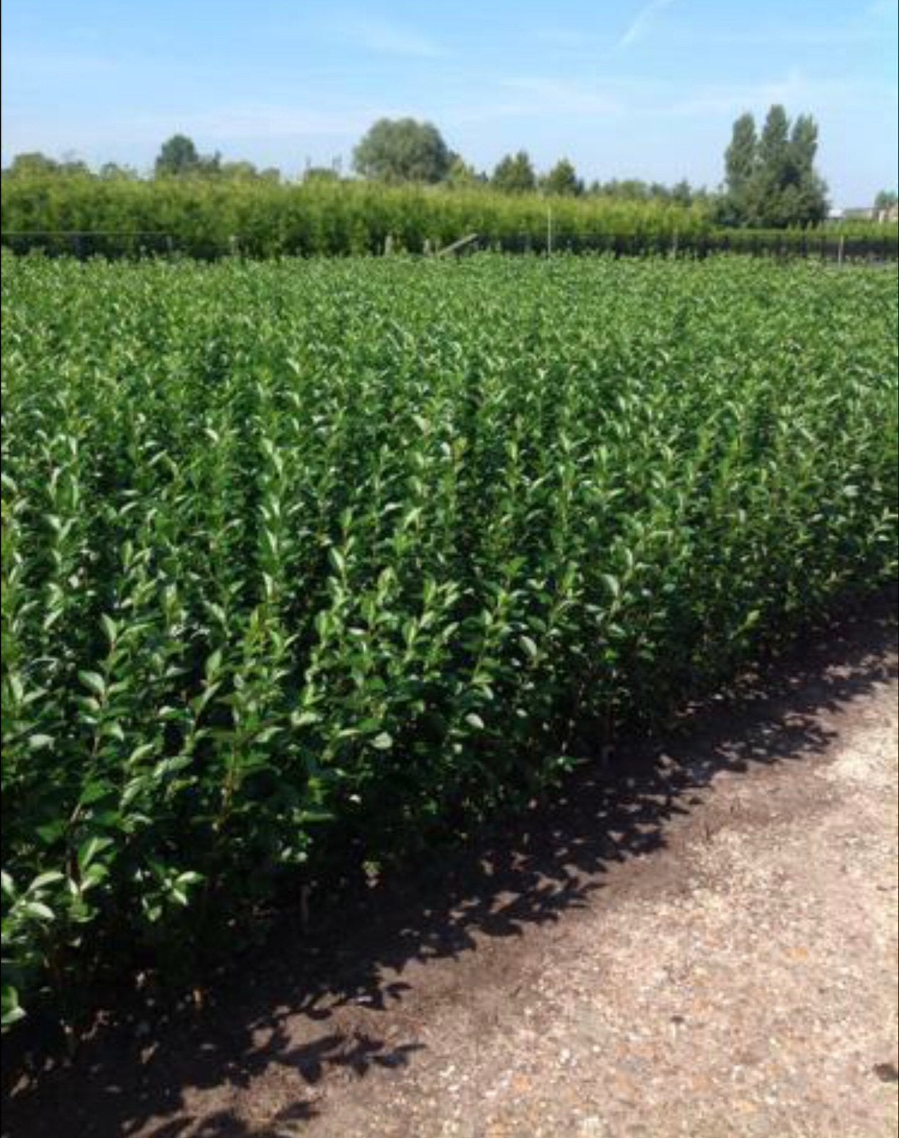 Liguster ovalifolium - ligustrum - diverse maten, Ophalen, Liguster, 100 tot 250 cm