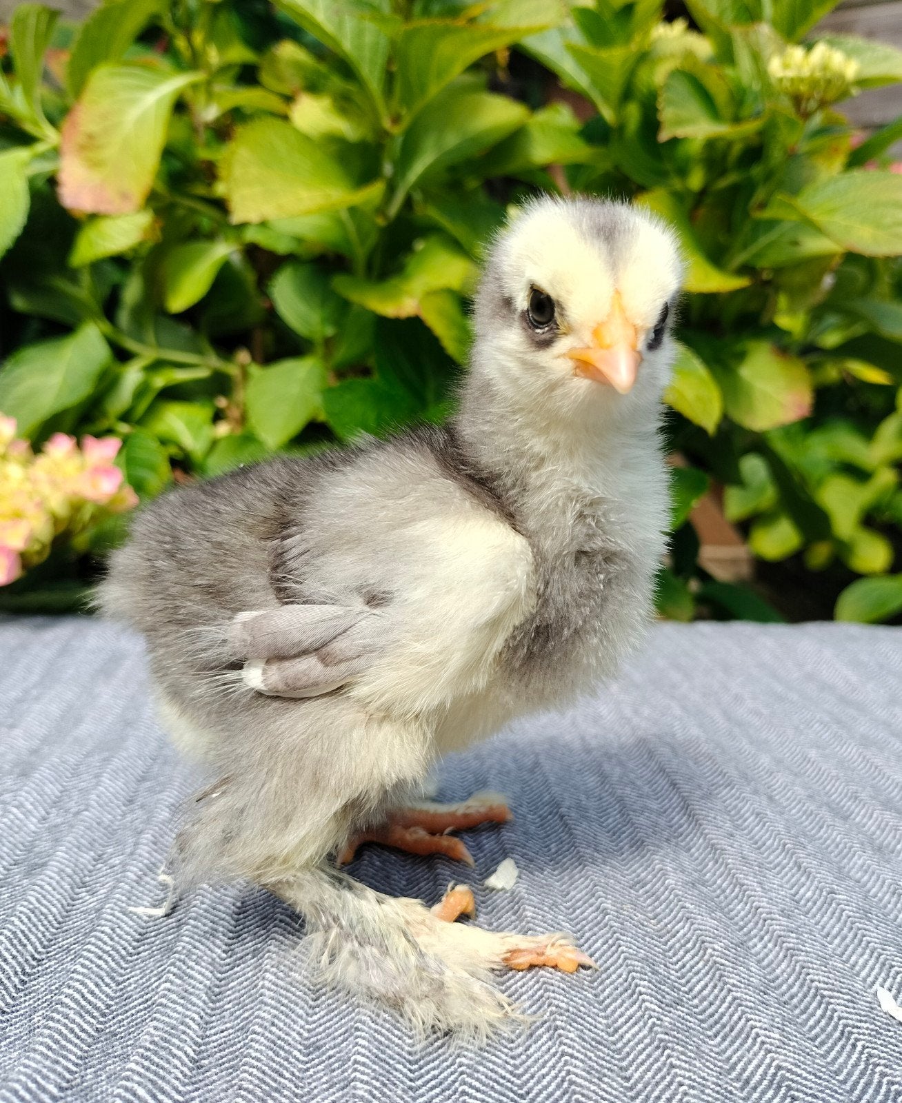 Brahma groot kuikens/ gesexte hennen, Vrouwelijk, Kip