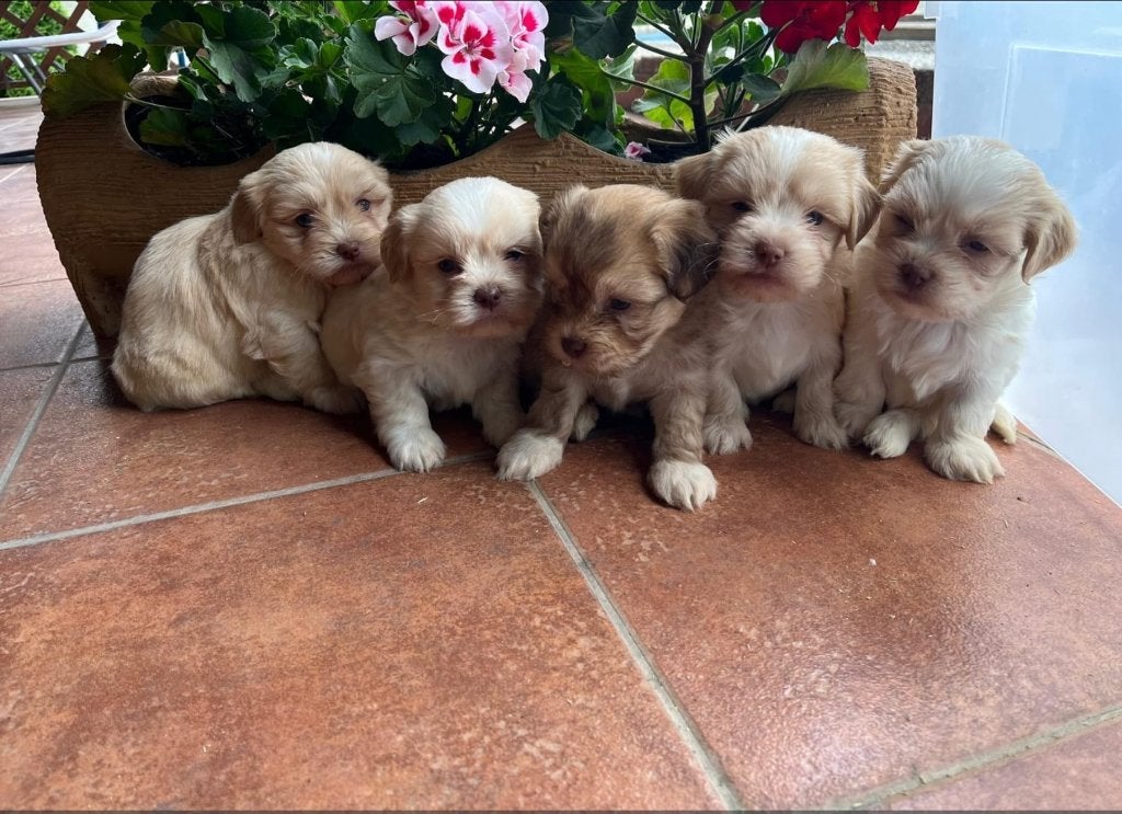 Havanezer pups, 15 weken tot 1 jaar, Overige rassen, Buitenland, Parvo