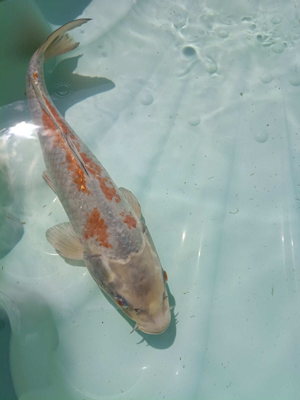 Ochiba, Dieren en Toebehoren, Vissen | Vijvervissen, Karper of Koi