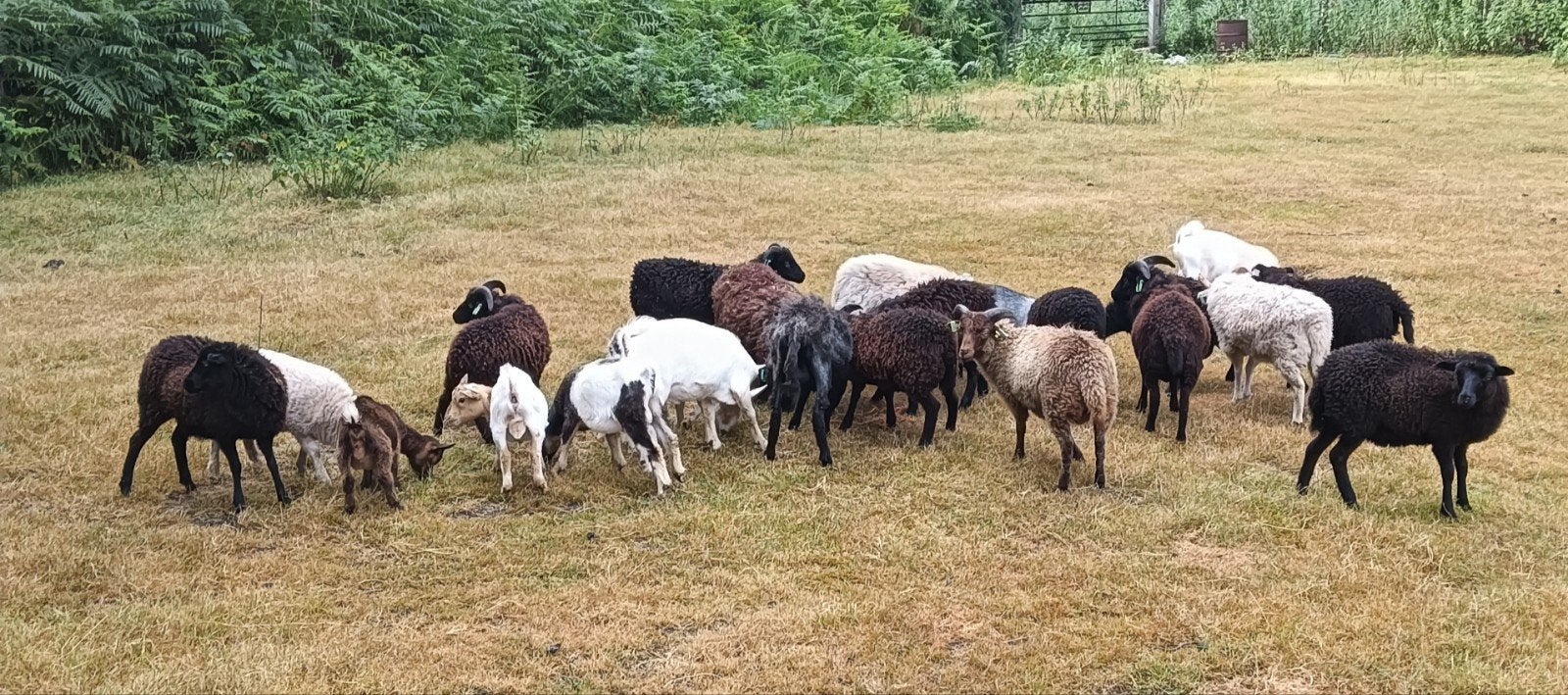 ouessant schapen, Meerdere dieren, Schaap