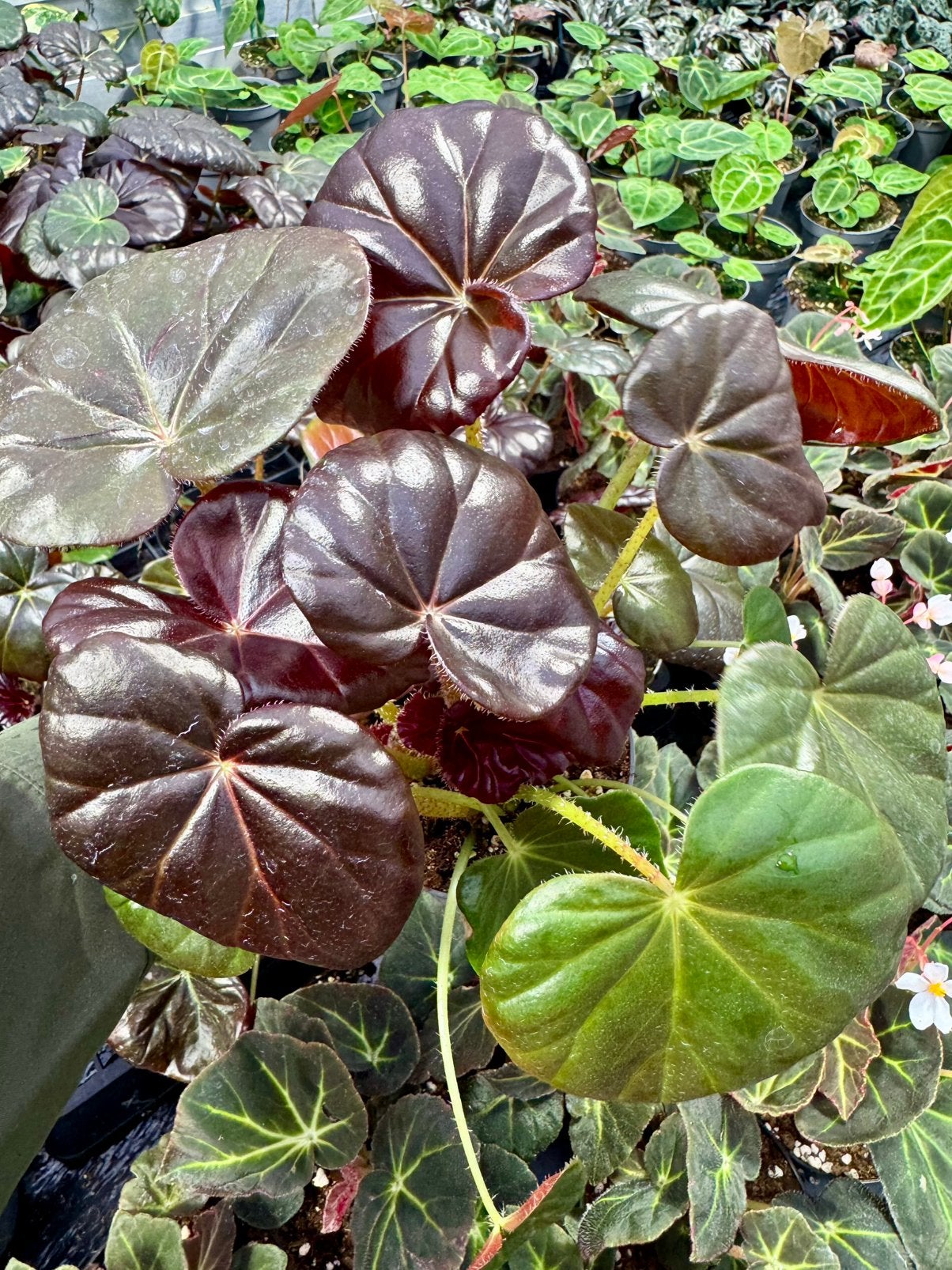 Begonia ‘red fred’ p12, Ophalen of Verzenden, Halfschaduw, Minder dan 100 cm