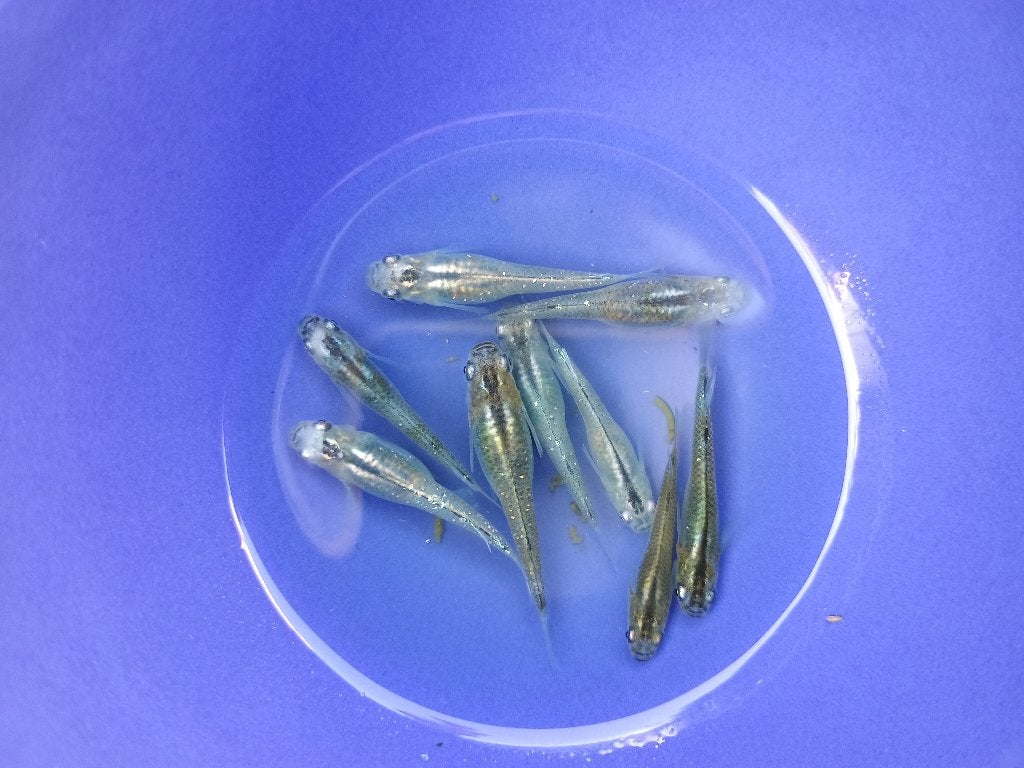 Japanse Medaka Hikari & Lame mix (~2-3cm), Karper of Koi