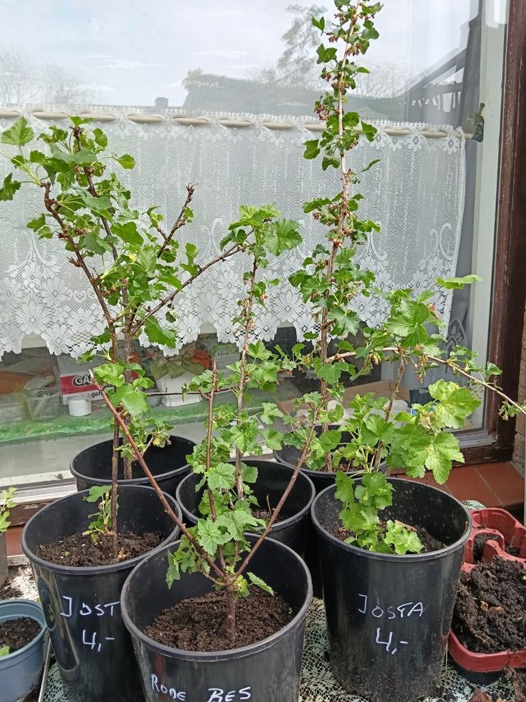 Josta Bessen Struik., Tuin en Terras, Planten | Bomen, Overige soorten, Minder dan 100 cm, Volle zon, Ophalen