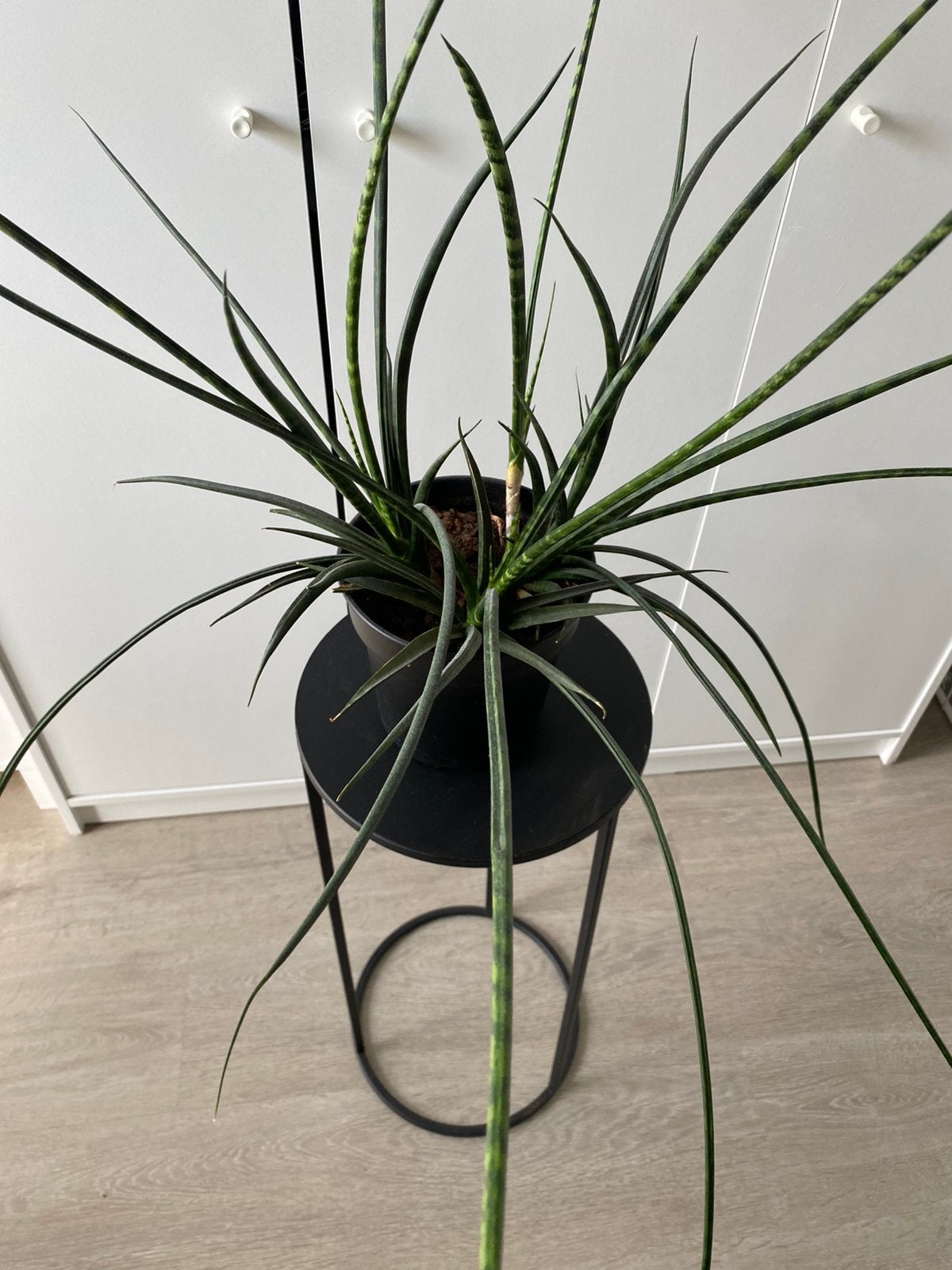 Te koop Sanseveria ( wegens plaatsgebrek), Huis en Inrichting, Kamerplanten, Ophalen, Halfschaduw, Minder dan 100 cm