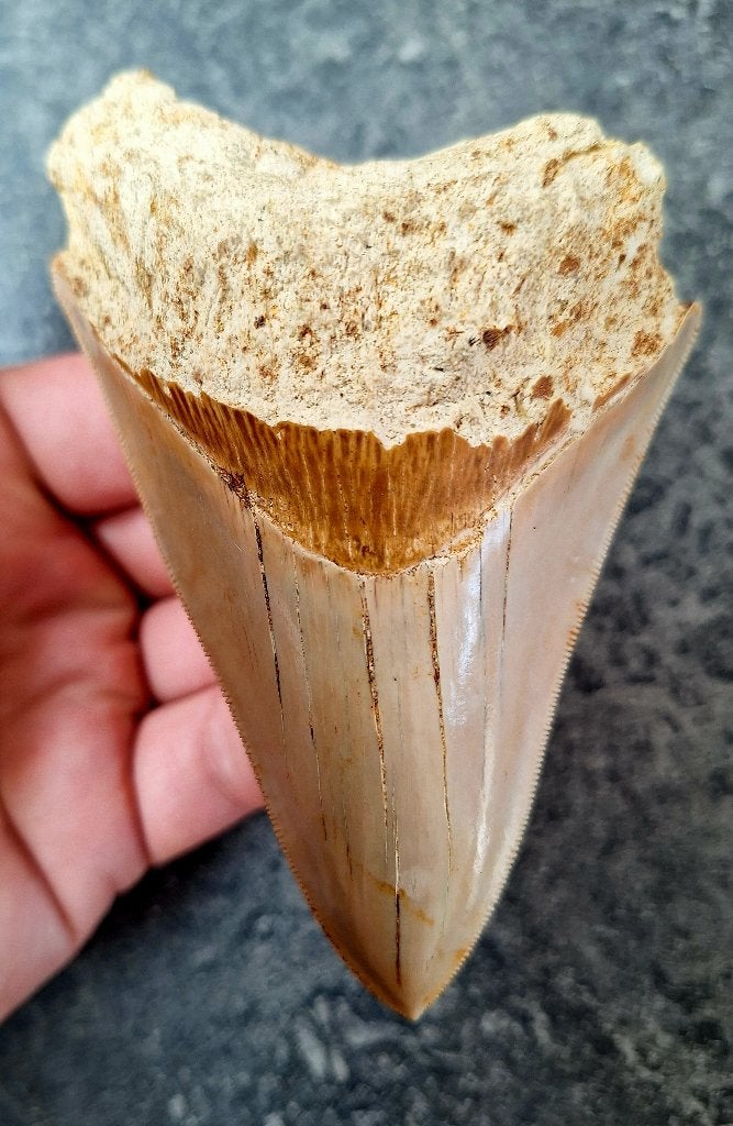 megalodon tand indonesie		11.5x7.5x2.5	cm, Verzamelen, Mineralen en Fossielen, Ophalen of Verzenden, Fossiel