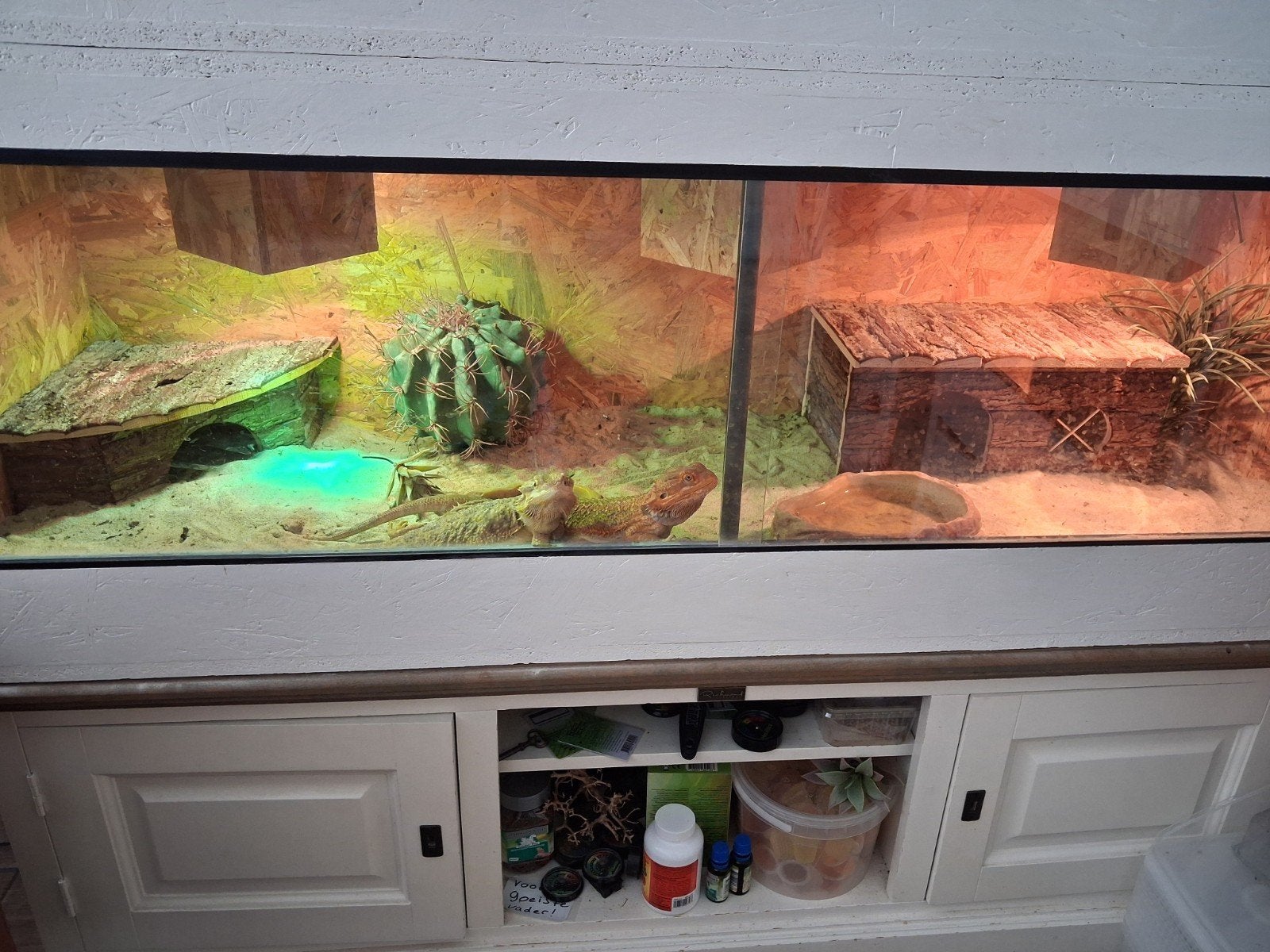 Hele baardagaam hobby te koop ( GOED LEZEN ) Bearded Dragon photo 4