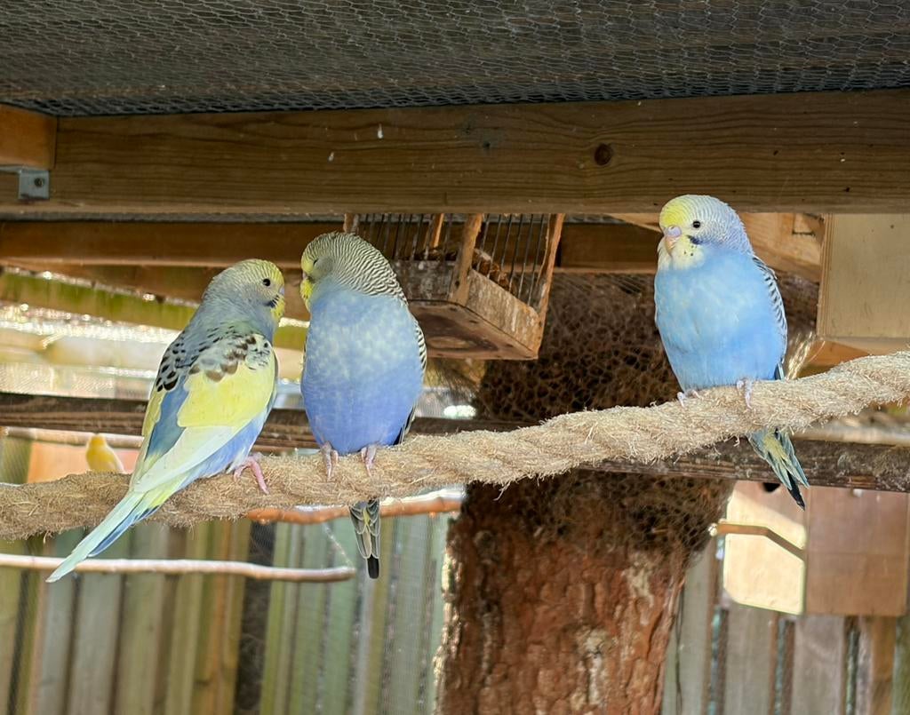 Jonge grasparkieten net uitgevlogen. Perfect om tam te maken, Dieren en Toebehoren, Vogels | Parkieten en Papegaaien, Meerdere dieren