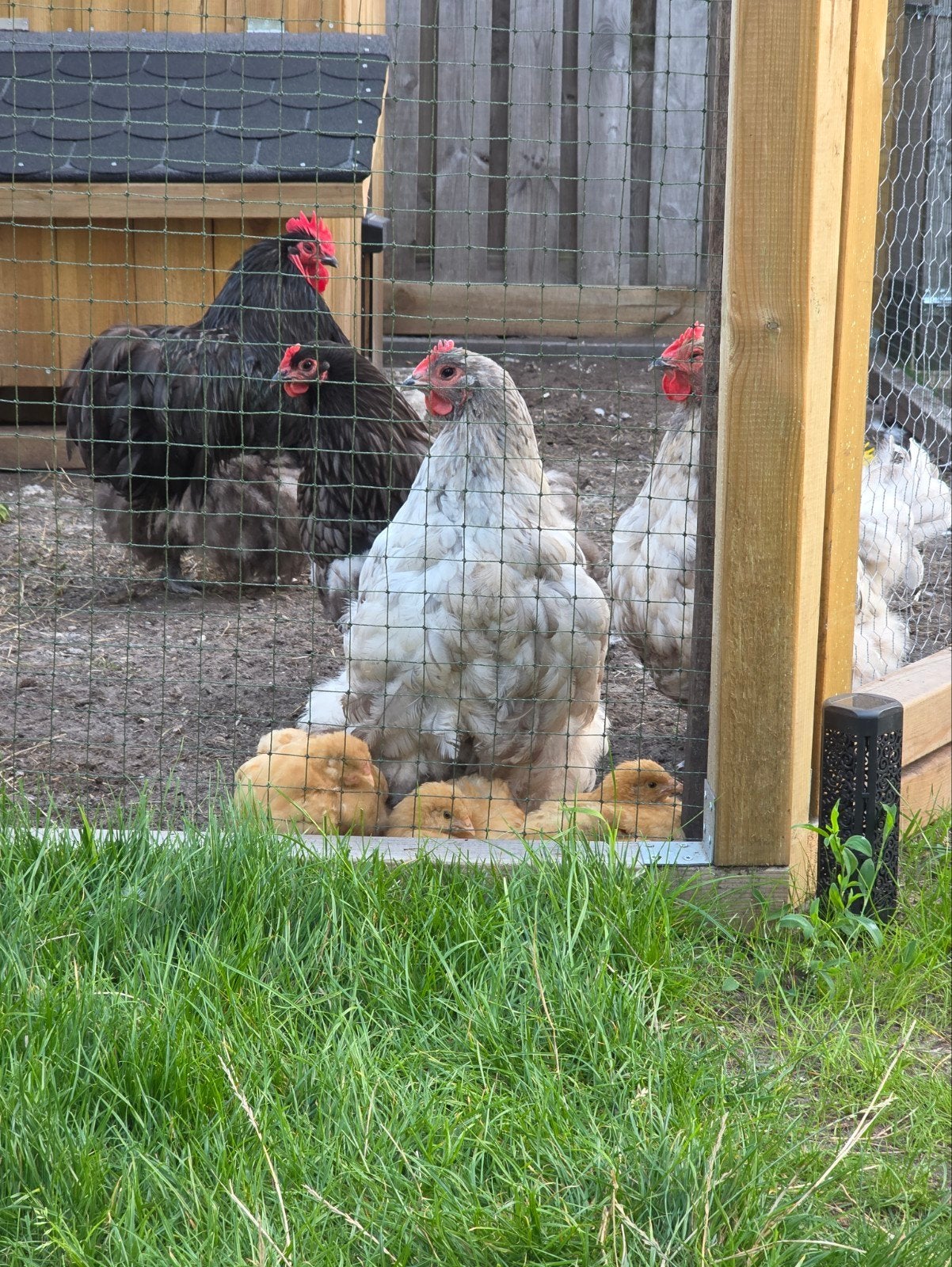 Broedeieren Orpington groot zwart gezoomd en buff, Dieren en Toebehoren, Pluimvee, Geslacht onbekend, Kip