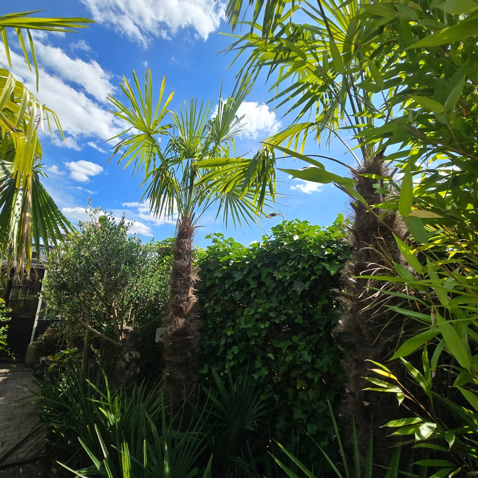 Trachycarpus fortunei palm   medere exemplaren, Ophalen, Gehele jaar, Halfschaduw