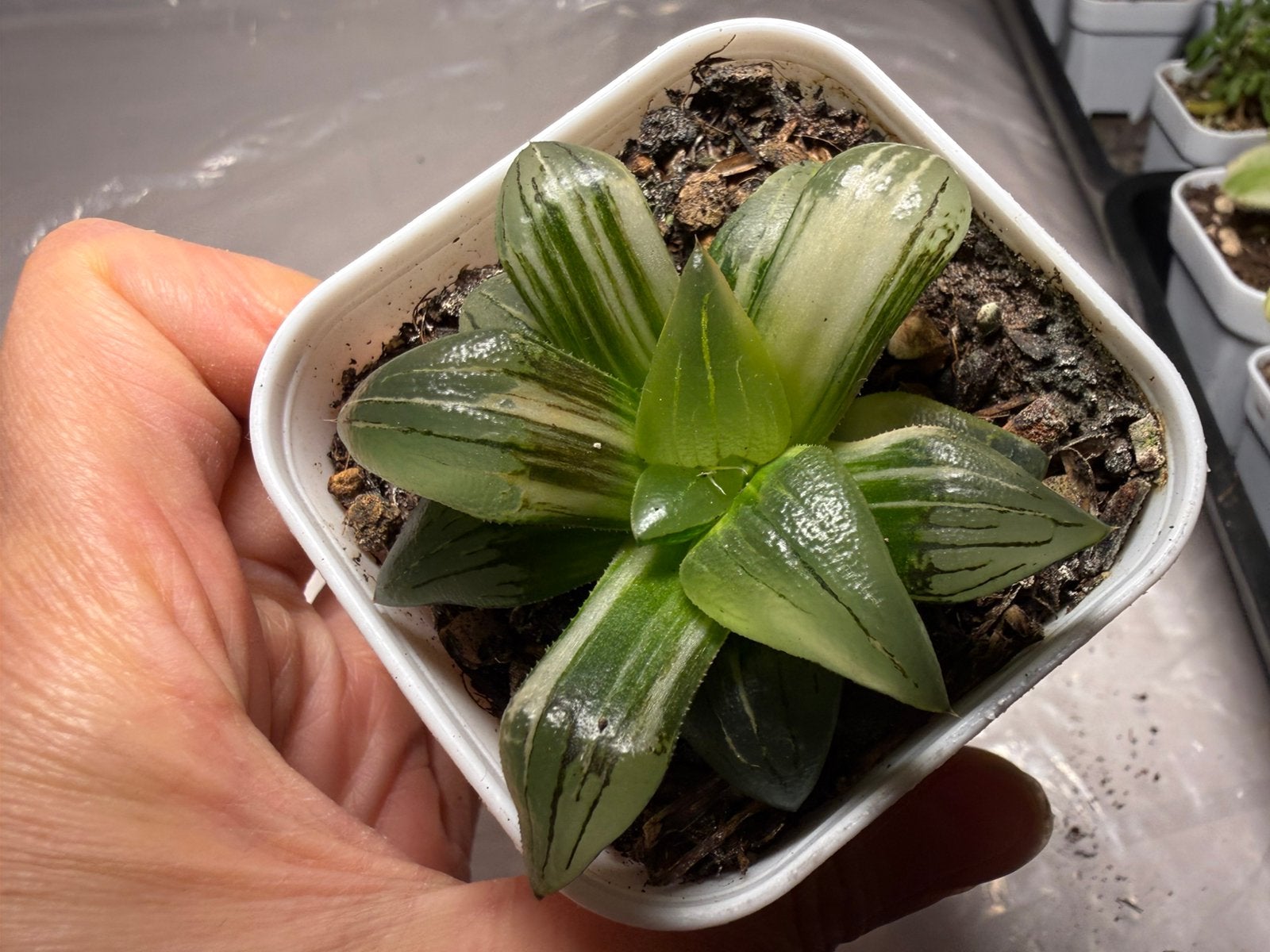 Haworthia variegata/pot 6.5cm/vetplant/succulent, Huis en Inrichting, Ophalen of Verzenden, Halfschaduw, Minder dan 100 cm