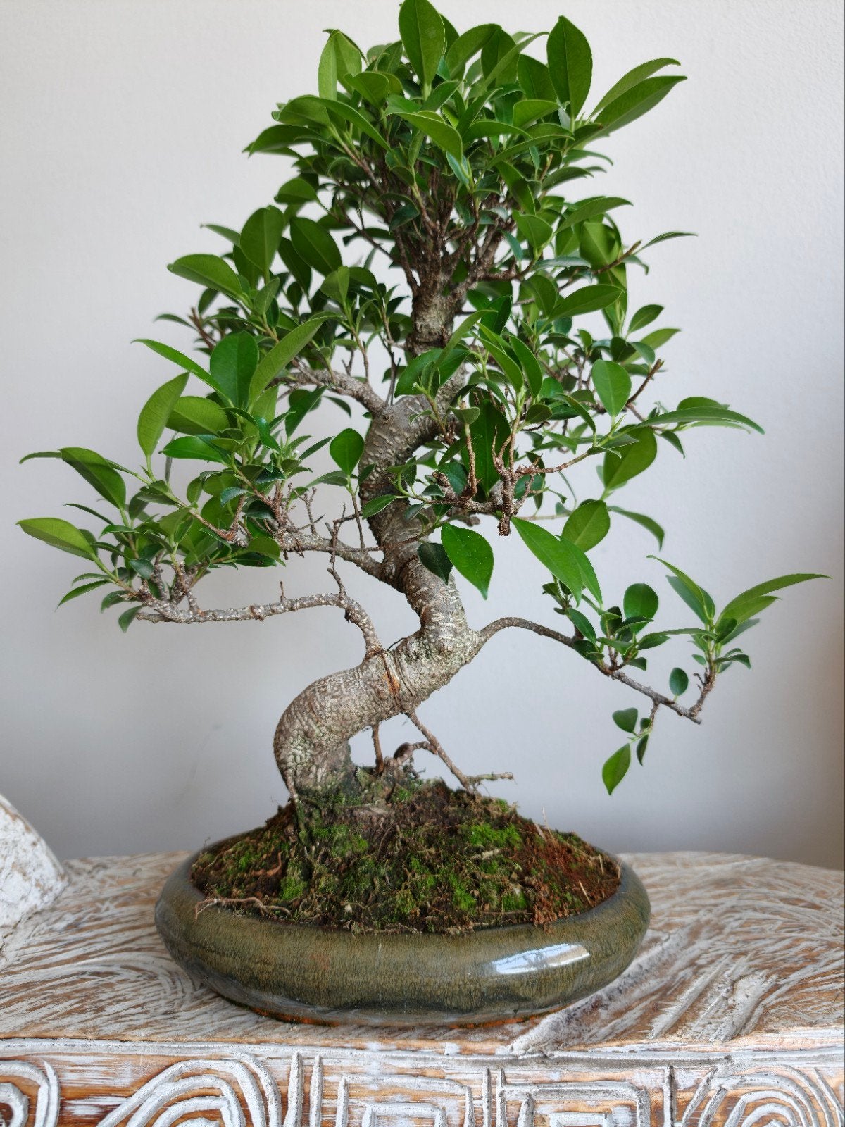 Ficus Retusa bonsai, Bloeit niet, Halfschaduw, Minder dan 100 cm, Overige soorten