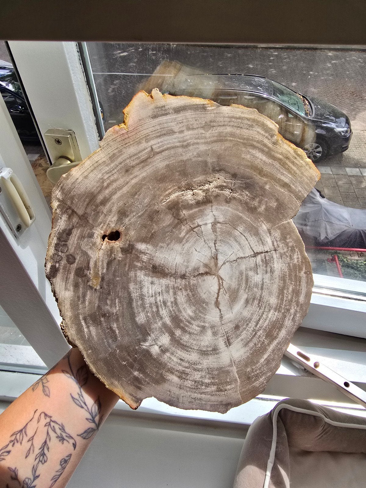versteend hout plak, Ophalen of Verzenden