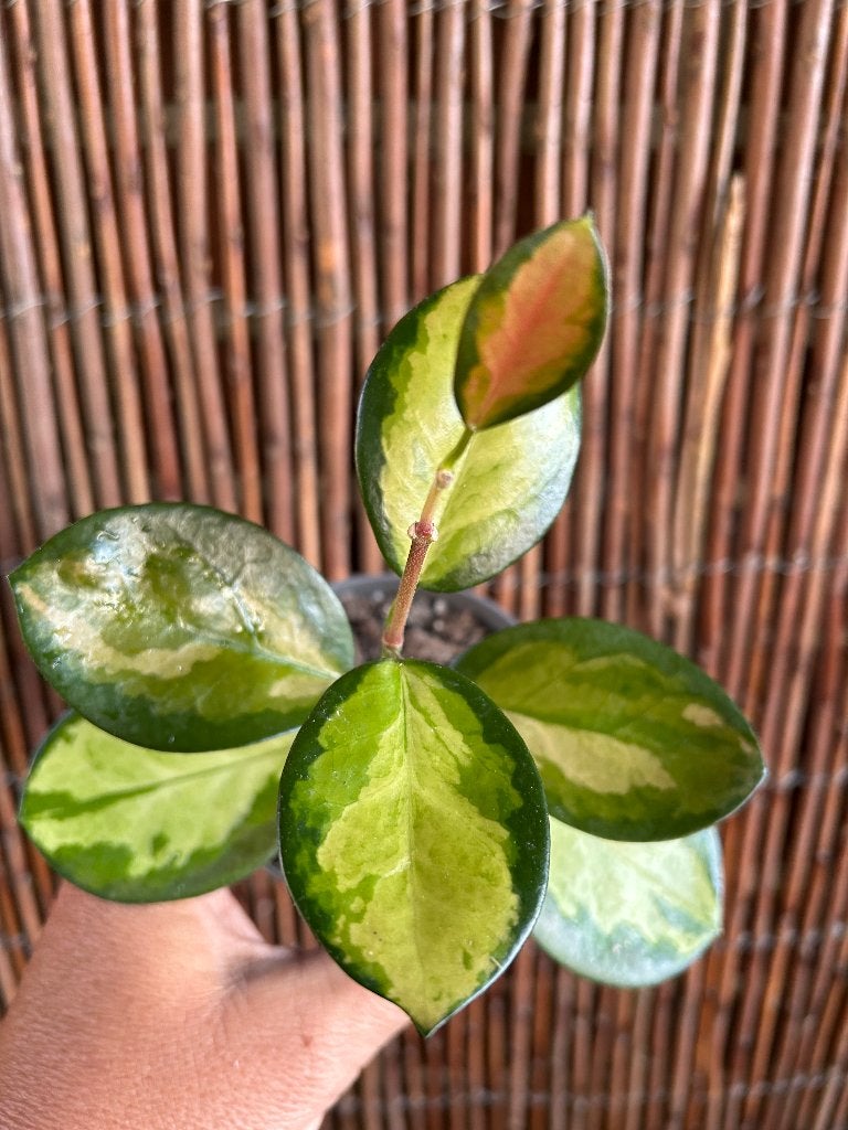 Hoya australis 'Lisa’🪴, Huis en Inrichting, Kamerplanten, In pot, Minder dan 100 cm, Bloeiende kamerplant, Halfschaduw