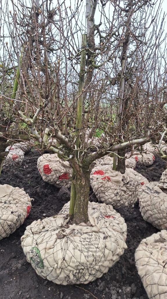 oude perenbomen Conference peer handpeer, Tuin en Terras, Planten | Fruitbomen, Ophalen, 100 tot 250 cm, Perenboom, Lente
