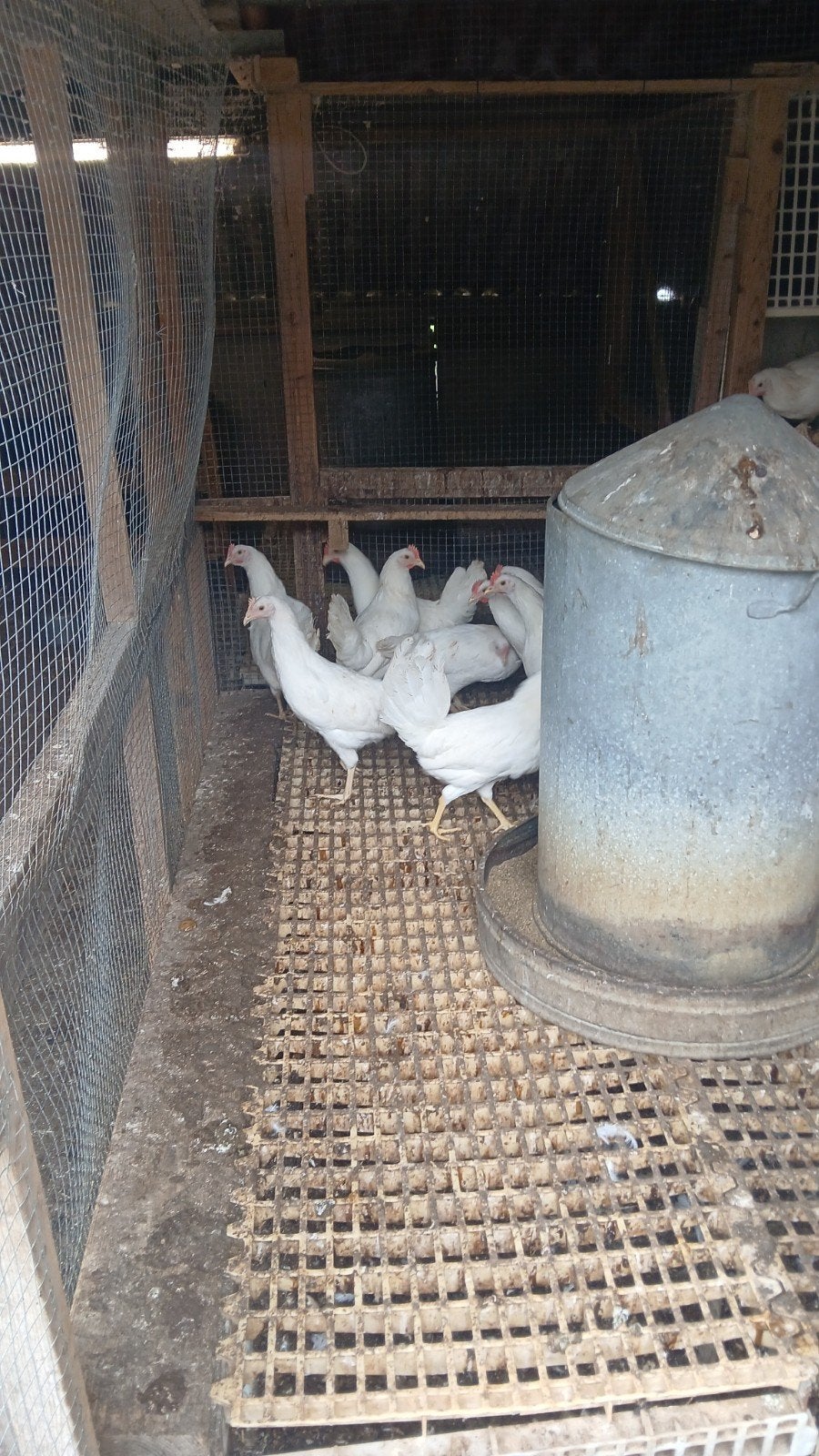 Mooie jonge witte legkippen leghennen te koop tegen de leg, Dieren en Toebehoren, Vrouwelijk, Kip