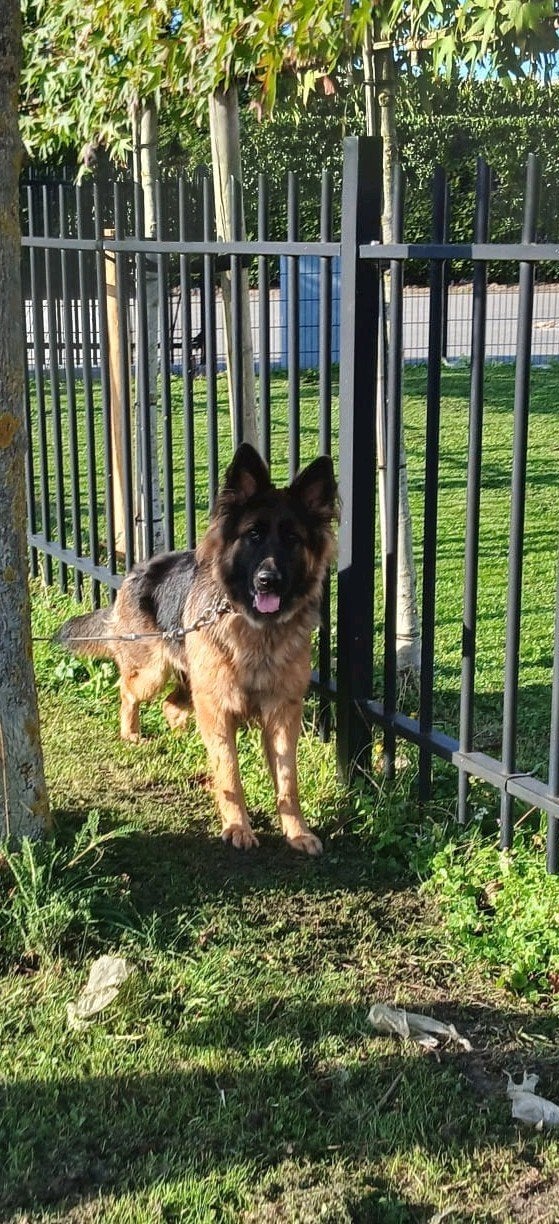 Duitse herder teef 1 jaar, 1 tot 2 jaar, Teef, Eén hond, Herder