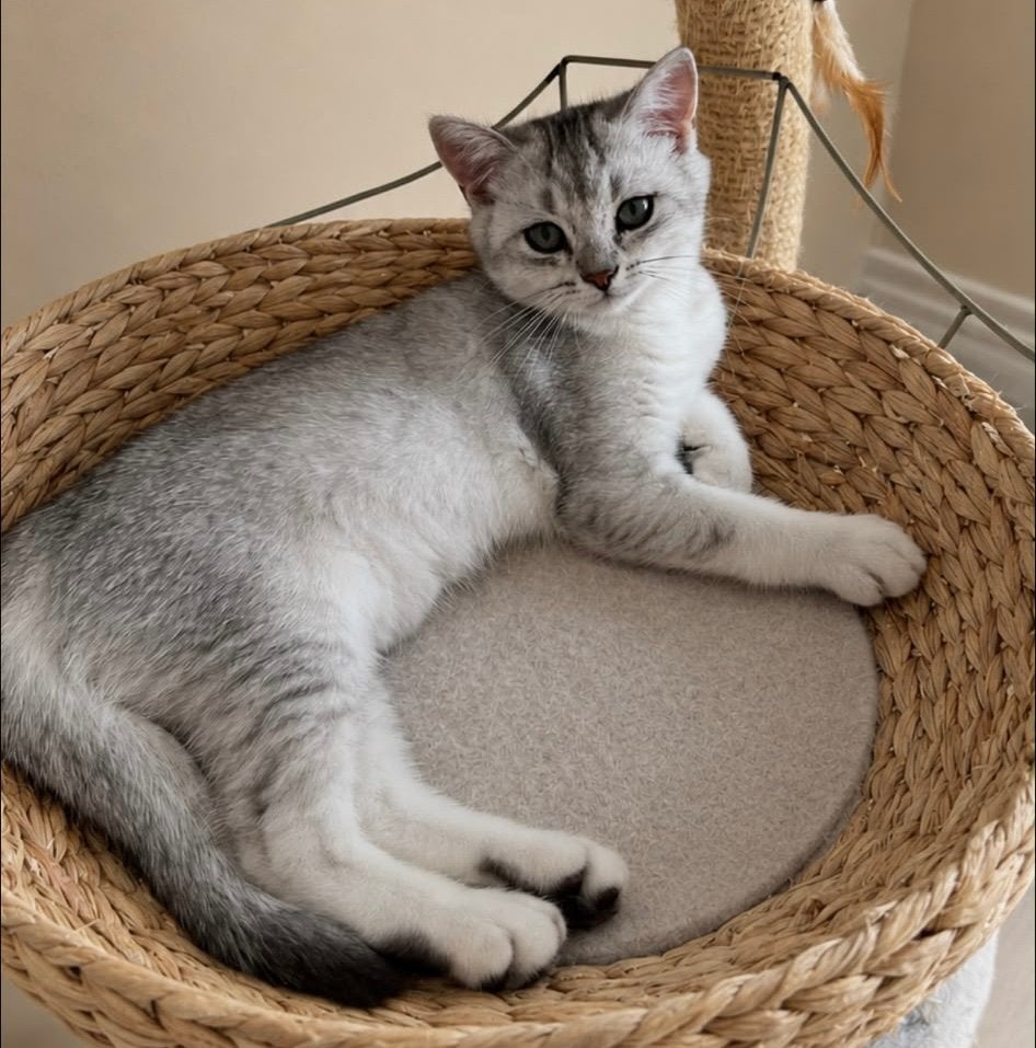 Super lief kitten katertje brits korthaar met stamboom, Dieren en Toebehoren, Meerdere dieren, Met stamboom, 0 tot 2 jaar