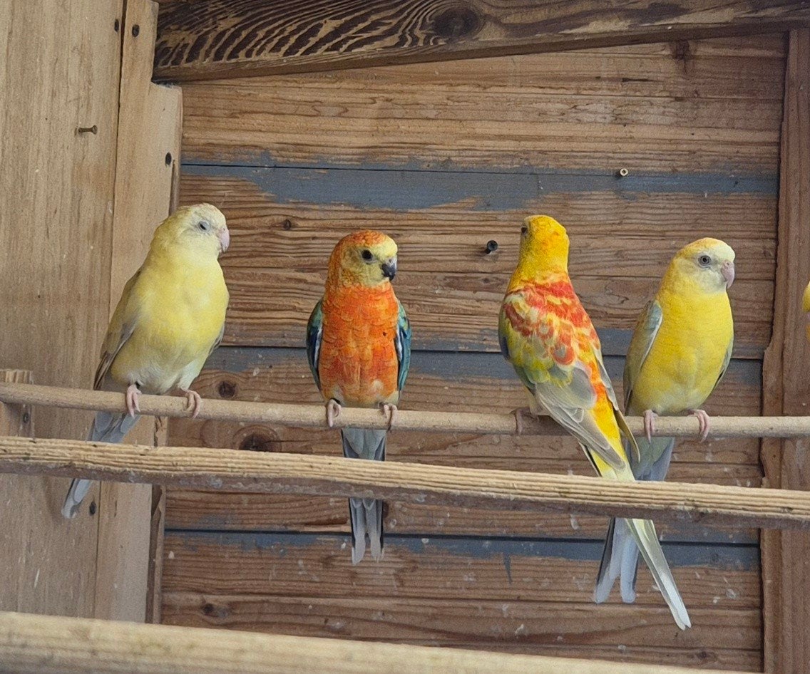 roodrug parkieten, Dieren en Toebehoren, Meerdere dieren, Parkiet