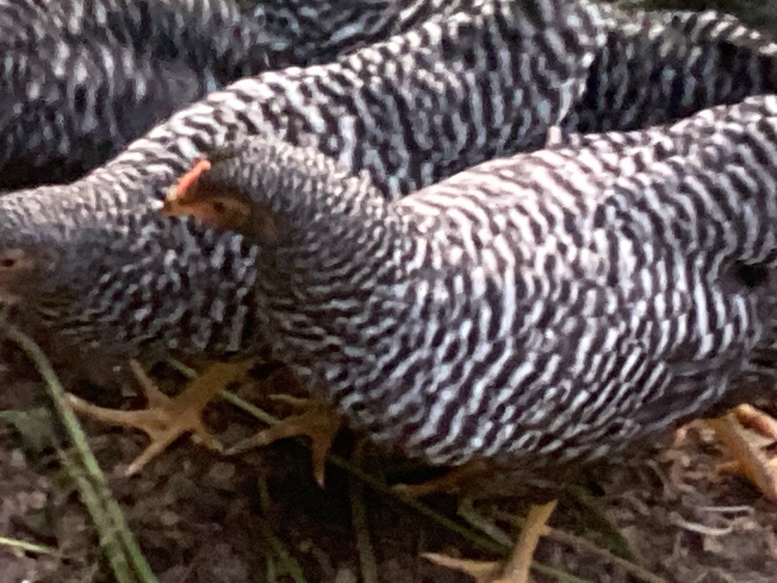 Amrock kriel kippen, Dieren en Toebehoren, Pluimvee, Vrouwelijk, Kip