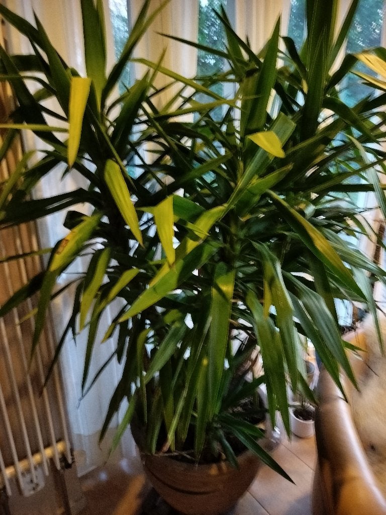 kamerplanten, Ophalen, 100 tot 150 cm, Palm, Halfschaduw