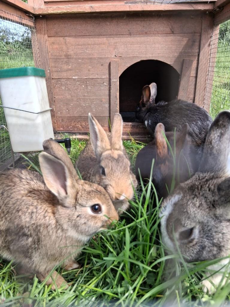 lieve tamme konijntjes, Dieren en Toebehoren, Konijnen, Klein, Meerdere dieren, 0 tot 2 jaar