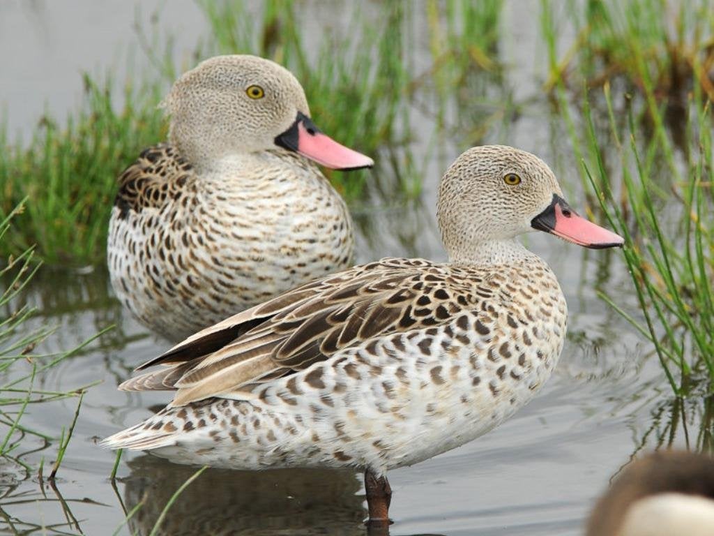 Siereenden, Dieren en Toebehoren, Meerdere dieren, Eend
