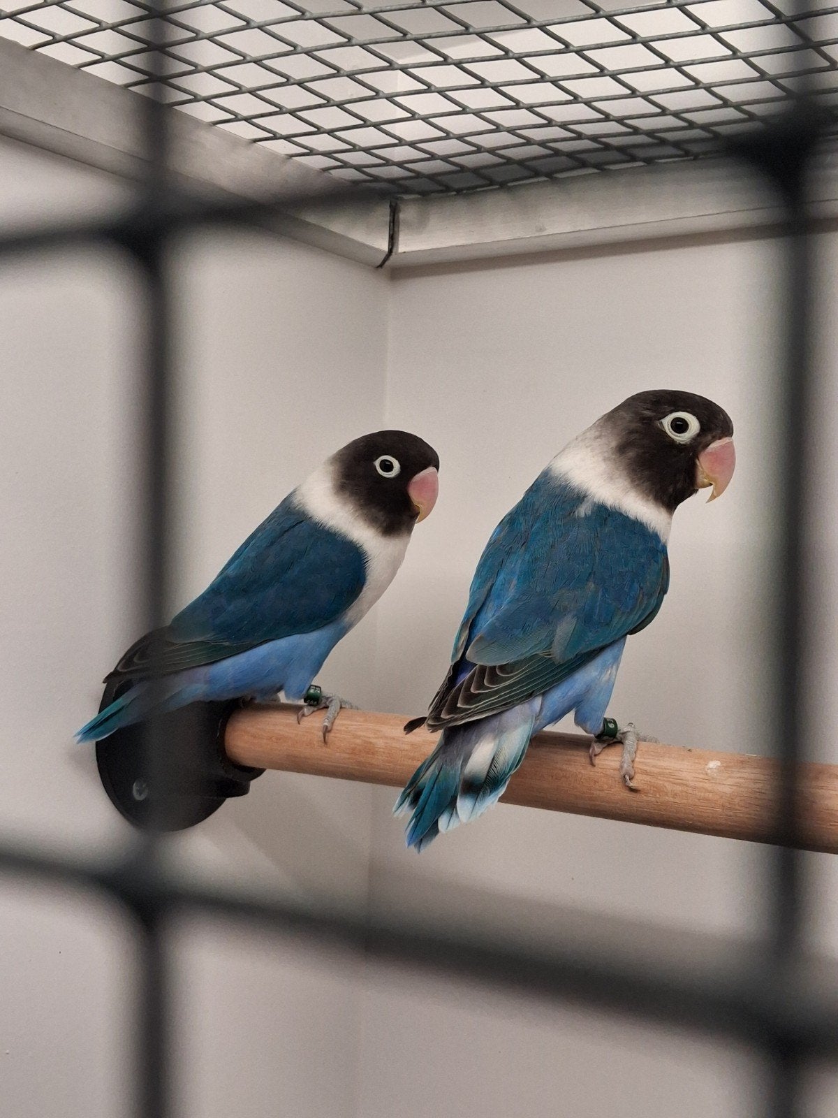 Te koop koppel personatas, Meerdere dieren, Dwergpapegaai of Agapornis, Geringd