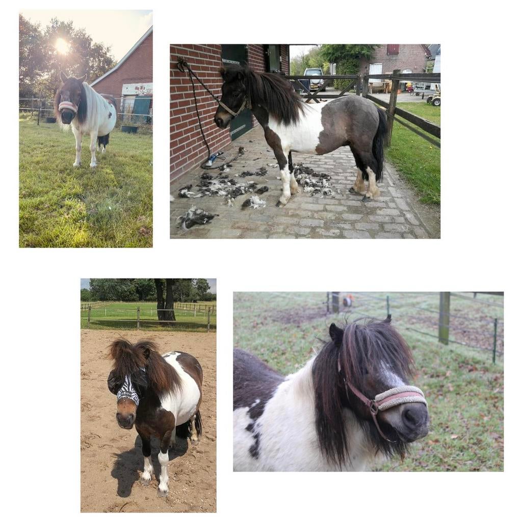 Twee shetlanders; kinderpony, Dieren en Toebehoren, Pony's, Meerdere dieren, Niet van toepassing, A pony (tot 1.17m), Recreatiepony