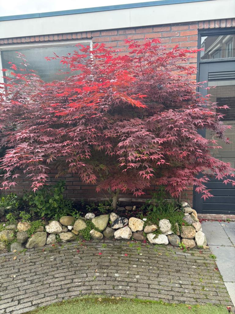 Japanse esdoorn te koop, Tuin en Terras, Ophalen, Bloeit niet, Halfschaduw, Overige soorten