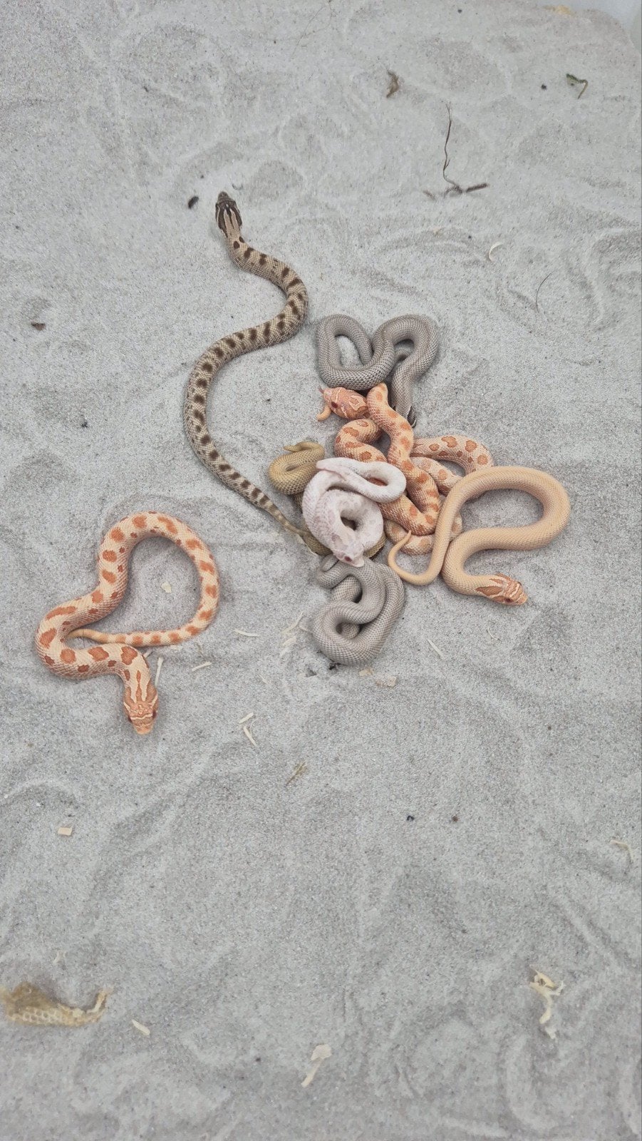 Haakneusslangen uit 2026 Snow/het snow Hognose Snake photo 2