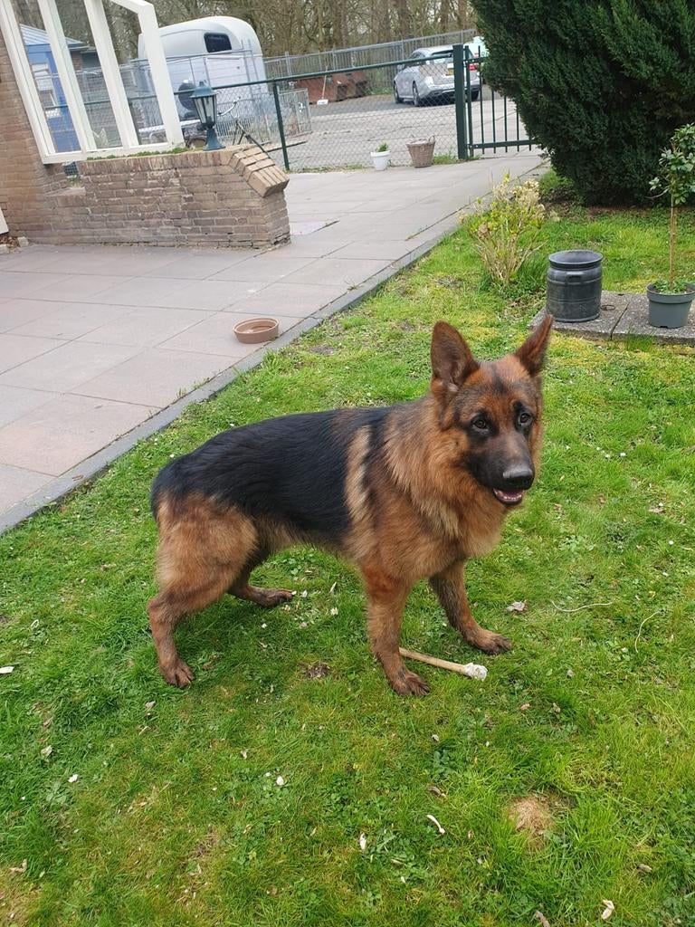Te koop prachtige Duitse Herder Reu van 23 maanden oud, Dieren en Toebehoren, Reu, 1 tot 2 jaar, Parvo, Eén hond