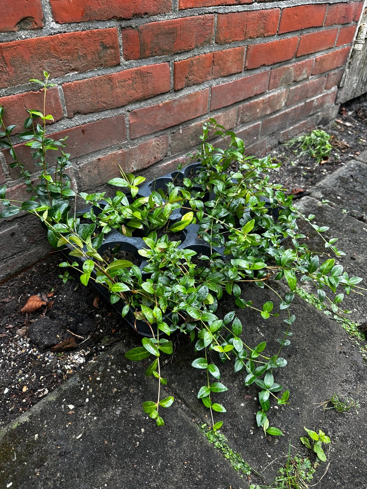 Maagdenpalm bodembedekker, Tuin en Terras, Ophalen, Vaste plant, Bodembedekkers, Halfschaduw