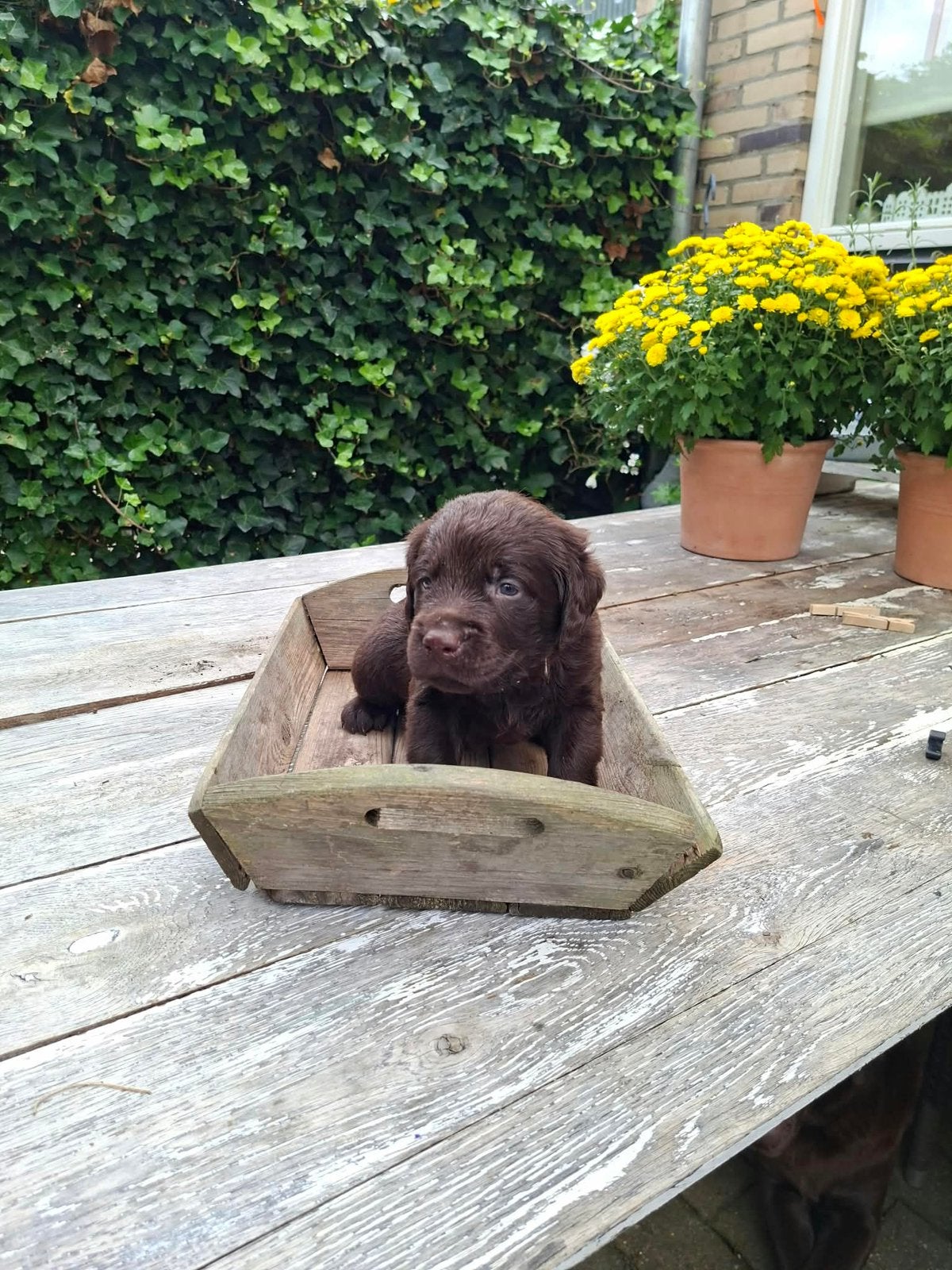 Prachtige chocoladebruine Labradoodle F1 pups, Dieren en Toebehoren, Honden | Retrievers, Spaniëls en Waterhonden, Overige rassen