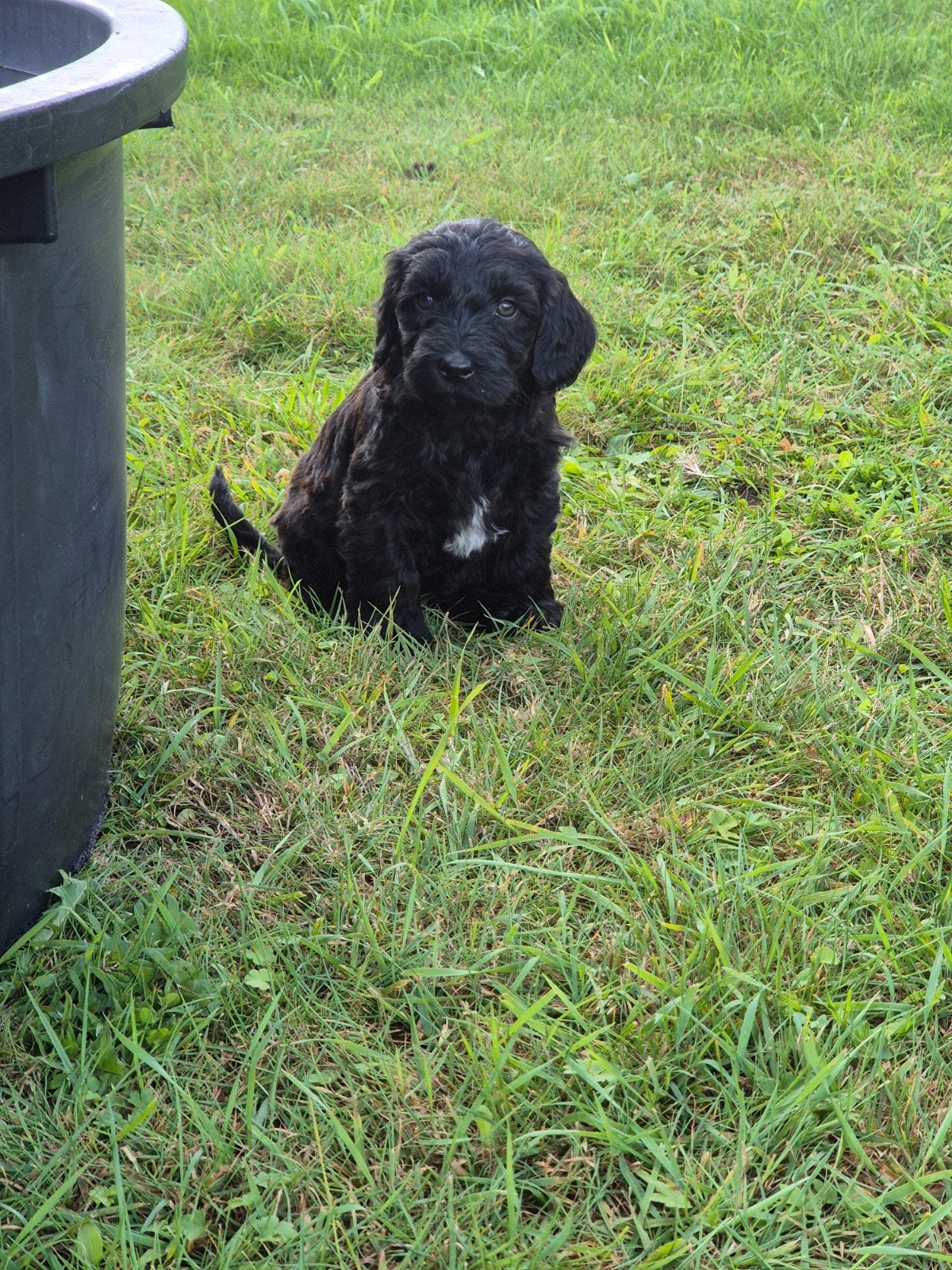 Te koop: Labradoodle pups, 8 tot 15 weken, Meerdere, Meerdere dieren, Nederland