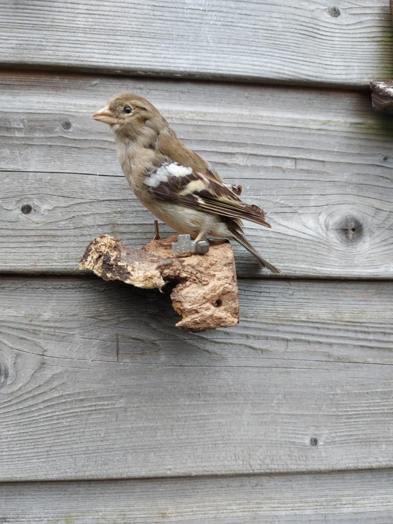 Opgezette vogel, Verzamelen, Dierenverzamelingen, Ophalen of Verzenden, Gebruikt, Vogel, Opgezet dier