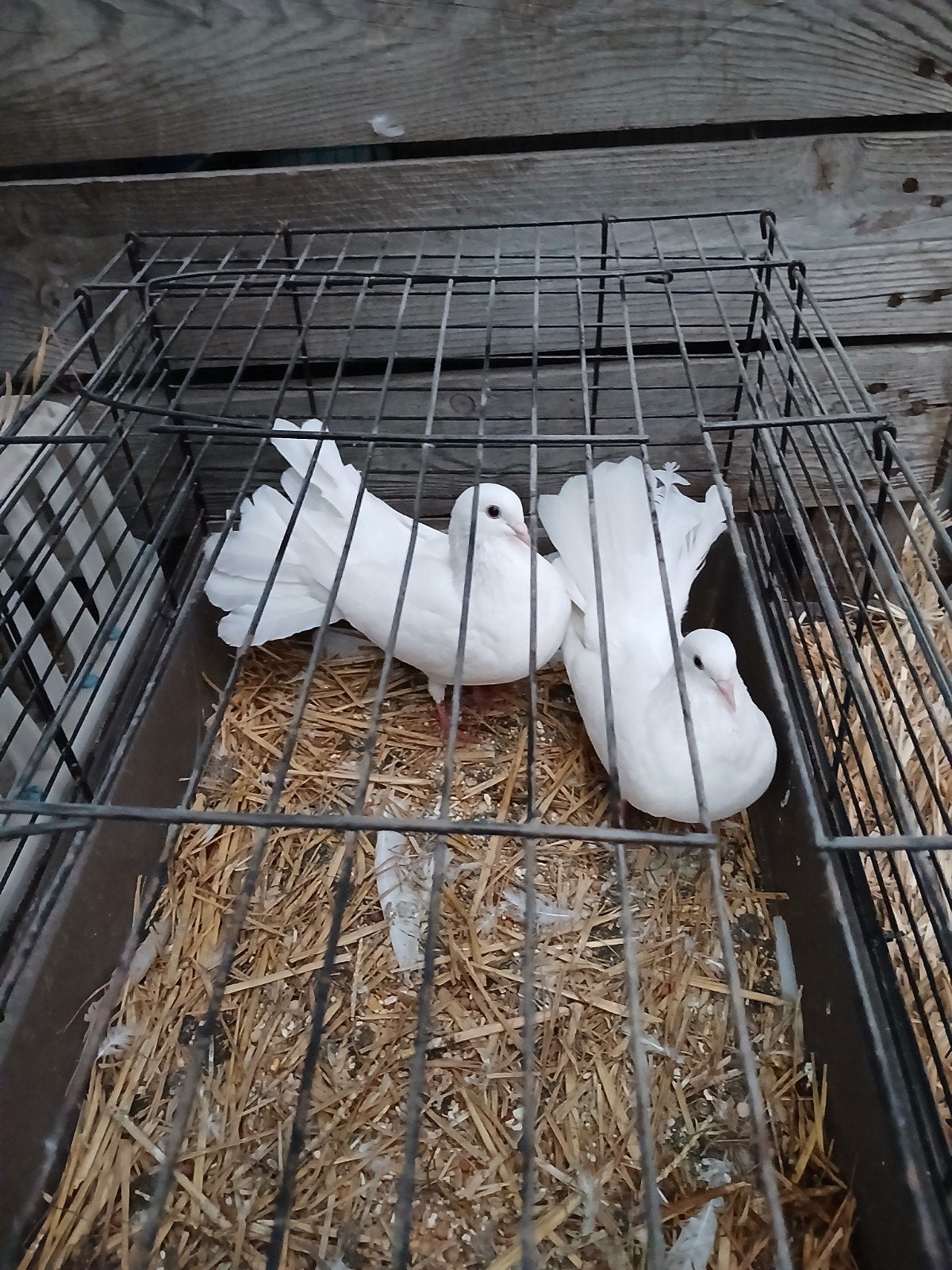 2 jonge witte pauwstaarten te koop, Dieren en Toebehoren, Meerdere dieren