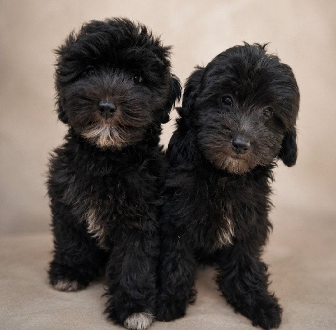 Toy poedel pup, 2 reutjes, 11 weken oud, mogen gelijk mee!, Poedel, Reu, 8 tot 15 weken, Parvo