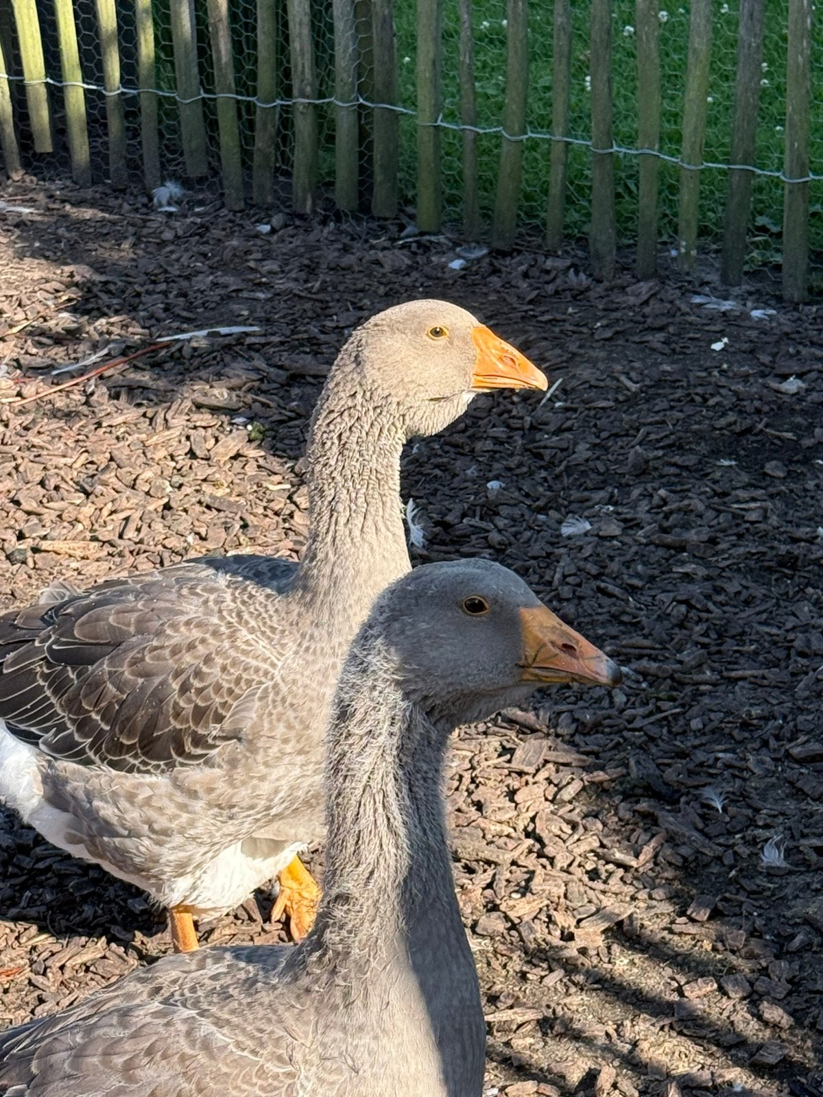 Jonge dewlap toulouseganzen, Geslacht onbekend, Gans of Zwaan