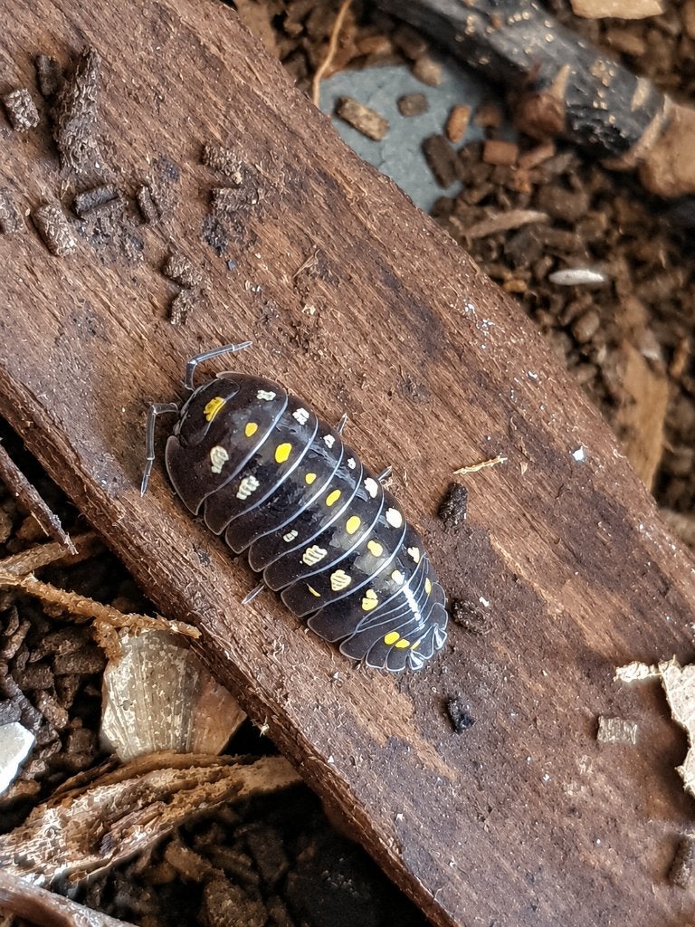 Tijdelijk! 12x Armadillidium klugii "Black", Dieren en Toebehoren, Overige soorten